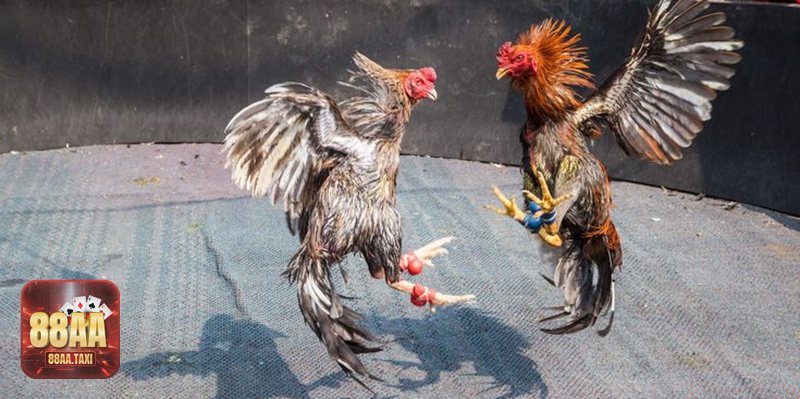 Cách Xem Chân Gà Khỏe - Lưu ý các dạng “vảy hiếm” Cách Xem Chân Gà Khỏe - Lưu ý các dạng “vảy hiếm”