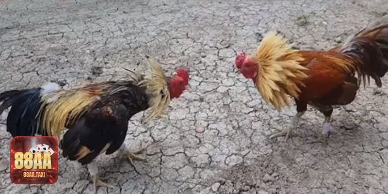 Bí mật đá gà Thomo - Sức hút đến từ nhịp độ và chiến thuật Bí mật đá gà Thomo - Sức hút đến từ nhịp độ và chiến thuật